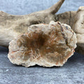 Tranche "Lacher Prise" en Bois Fossile (108g) Ref : B18