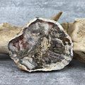 Tranche "Lacher Prise" en Bois Fossile (159g) Ref : B23
