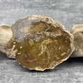 Tranche "Lacher Prise" en Bois Fossile (175g) Ref : B16